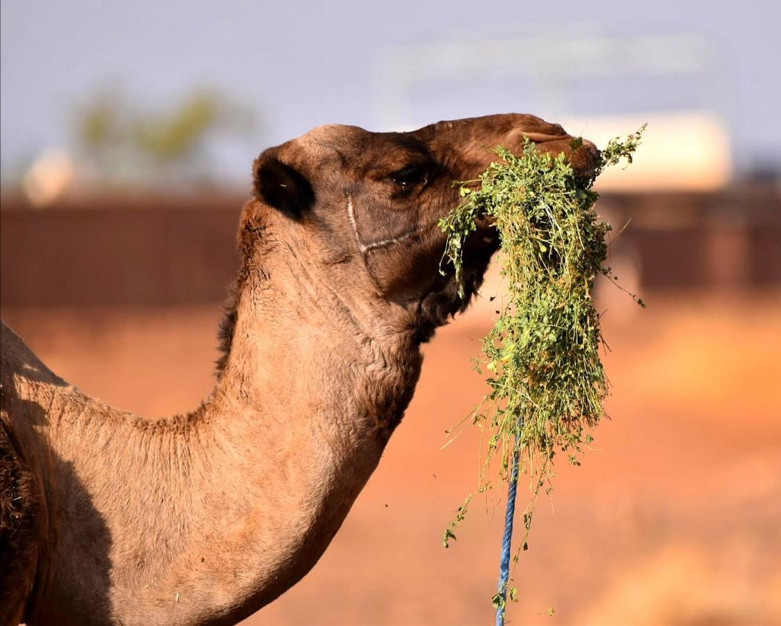 Tikida Camp By Tinfou Hotel Zagora Exterior photo